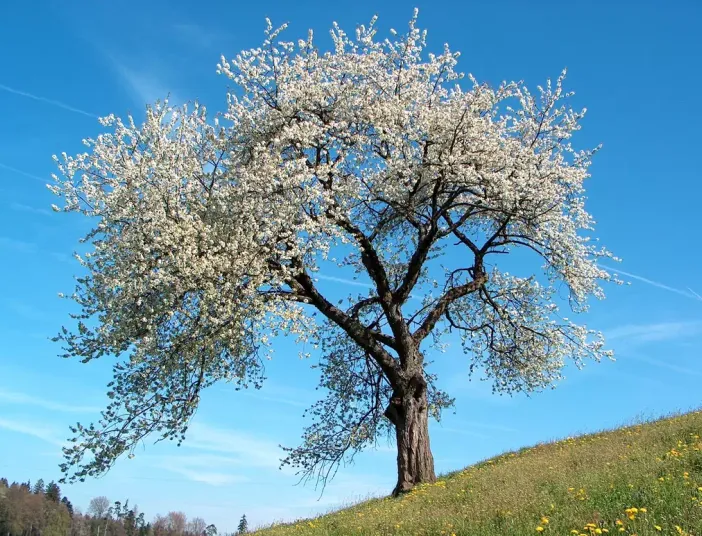 alt webp image